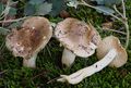 Hygrophorus arbustivus